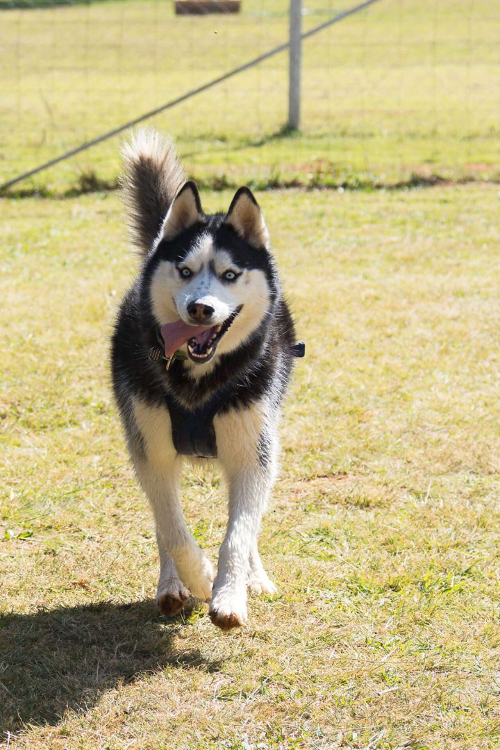 canine sports centre